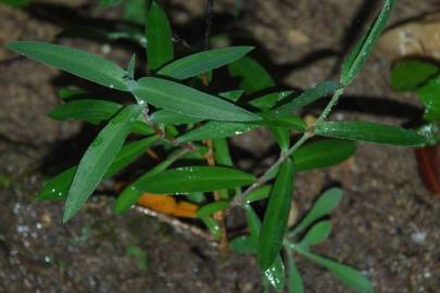 Fotografia da espécie Silene vulgaris subesp. vulgaris