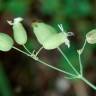 Fotografia 12 da espécie Silene vulgaris subesp. vulgaris do Jardim Botânico UTAD