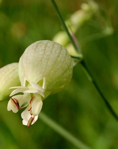 Fotografia de capa Silene vulgaris subesp. vulgaris - do Jardim Botânico