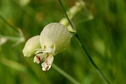 Fotografia da espécie Silene vulgaris subesp. vulgaris