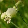 Fotografia 1 da espécie Silene vulgaris subesp. vulgaris do Jardim Botânico UTAD