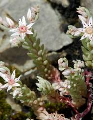 Sedum rubens