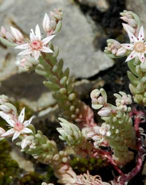 Fotografia 1 da espécie Sedum rubens no Jardim Botânico UTAD