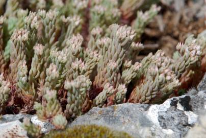 Fotografia da espécie Sedum rubens