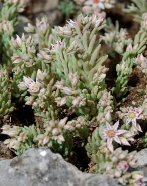 Fotografia 7 da espécie Sedum rubens no Jardim Botânico UTAD