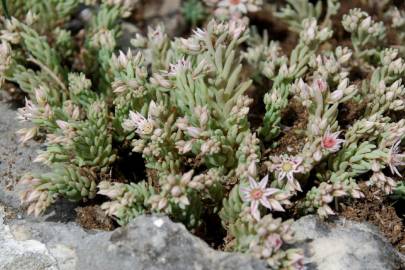 Fotografia da espécie Sedum rubens