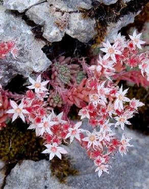 Fotografia 8 da espécie Sedum rubens no Jardim Botânico UTAD