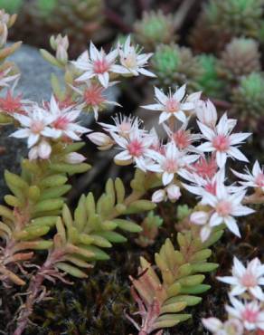 Fotografia 9 da espécie Sedum rubens no Jardim Botânico UTAD