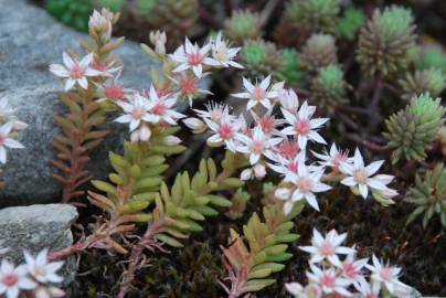 Fotografia da espécie Sedum rubens