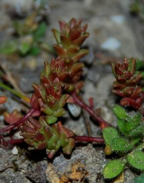 Fotografia 3 da espécie Sedum caespitosum no Jardim Botânico UTAD