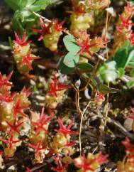 Sedum caespitosum