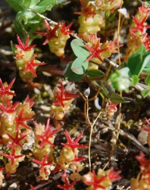 Fotografia 1 da espécie Sedum caespitosum no Jardim Botânico UTAD