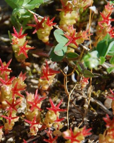 Fotografia de capa Sedum caespitosum - do Jardim Botânico