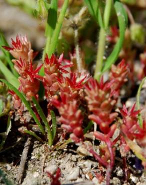 Fotografia 4 da espécie Sedum caespitosum no Jardim Botânico UTAD