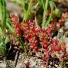 Fotografia 4 da espécie Sedum caespitosum do Jardim Botânico UTAD