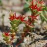 Fotografia 5 da espécie Sedum caespitosum do Jardim Botânico UTAD