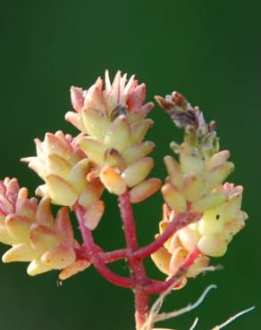 Fotografia 9 da espécie Sedum caespitosum no Jardim Botânico UTAD