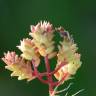 Fotografia 9 da espécie Sedum caespitosum do Jardim Botânico UTAD