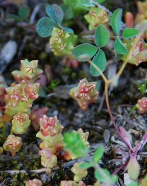 Fotografia 10 da espécie Sedum caespitosum no Jardim Botânico UTAD