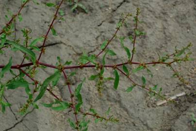 Fotografia da espécie Rumex pulcher subesp. pulcher