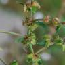 Fotografia 1 da espécie Rumex pulcher subesp. pulcher do Jardim Botânico UTAD