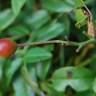 Fotografia 5 da espécie Rosa sempervirens do Jardim Botânico UTAD