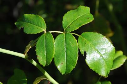 Fotografia da espécie Rosa sempervirens