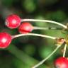 Fotografia 9 da espécie Rosa sempervirens do Jardim Botânico UTAD