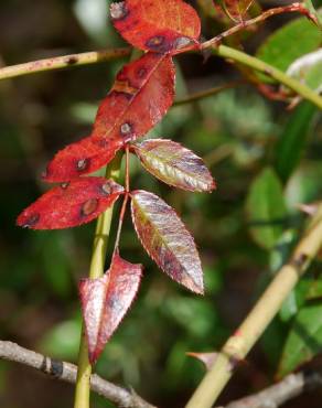 Fotografia 10 da espécie Rosa sempervirens no Jardim Botânico UTAD