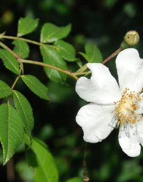 Fotografia 11 da espécie Rosa sempervirens no Jardim Botânico UTAD