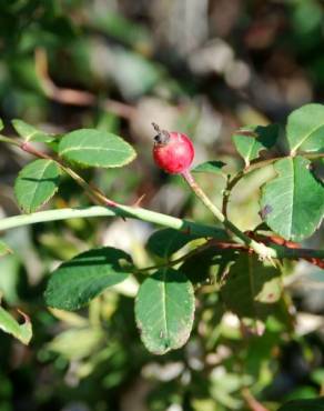 Fotografia 14 da espécie Rosa sempervirens no Jardim Botânico UTAD