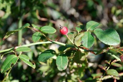 Fotografia da espécie Rosa sempervirens