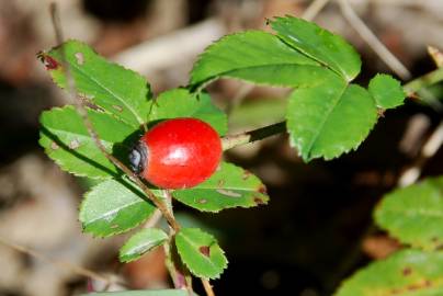 Fotografia da espécie Rosa sempervirens