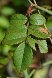 Fotografia da espécie Rosa sempervirens