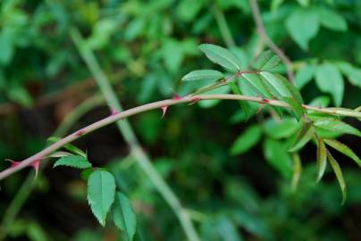 Fotografia da espécie Rosa sempervirens