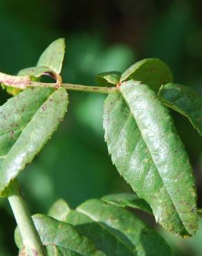 Fotografia 19 da espécie Rosa sempervirens no Jardim Botânico UTAD