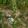 Fotografia 3 da espécie Reseda lutea subesp. lutea do Jardim Botânico UTAD