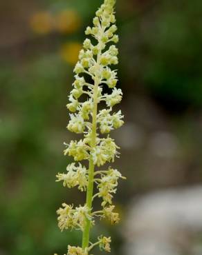 Fotografia 7 da espécie Reseda lutea subesp. lutea no Jardim Botânico UTAD