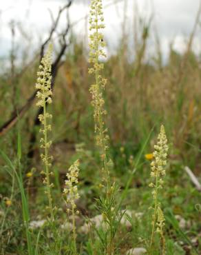 Fotografia 8 da espécie Reseda lutea subesp. lutea no Jardim Botânico UTAD