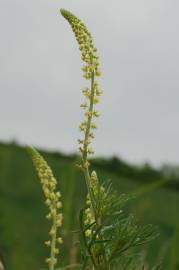 Fotografia da espécie Reseda lutea subesp. lutea