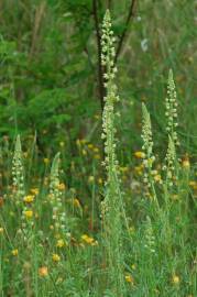 Fotografia da espécie Reseda lutea subesp. lutea