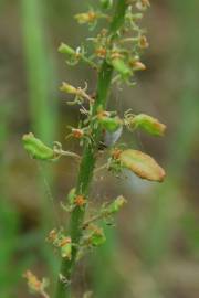 Fotografia da espécie Reseda lutea subesp. lutea