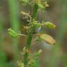 Fotografia 13 da espécie Reseda lutea subesp. lutea do Jardim Botânico UTAD