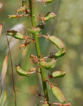 Fotografia 14 da espécie Reseda lutea subesp. lutea no Jardim Botânico UTAD