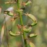 Fotografia 14 da espécie Reseda lutea subesp. lutea do Jardim Botânico UTAD