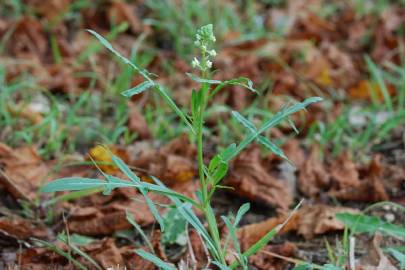 Fotografia da espécie Reseda lutea subesp. lutea