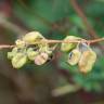 Fotografia 17 da espécie Reseda lutea subesp. lutea do Jardim Botânico UTAD