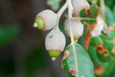 Fotografia da espécie Quercus ilex subesp. ilex