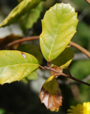 Fotografia 4 da espécie Quercus ilex subesp. ilex no Jardim Botânico UTAD