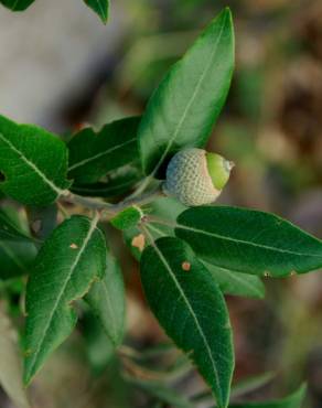 Fotografia 5 da espécie Quercus ilex subesp. ilex no Jardim Botânico UTAD